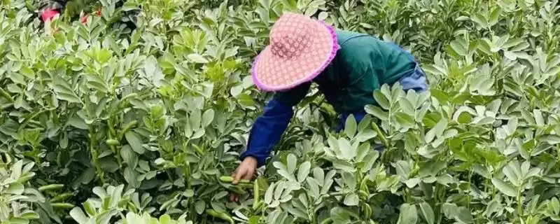 蚕豆春季倒伏如何进行防治呢,蚕豆春季倒伏防治方法插图 蚕豆春季倒伏如何进行防治呢,蚕豆春季倒伏防治方法插图
