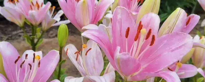百合花苞问题,百合花苞发黄掉落的原因是什么插图 百合花苞问题,百合花苞发黄掉落的原因是什么插图