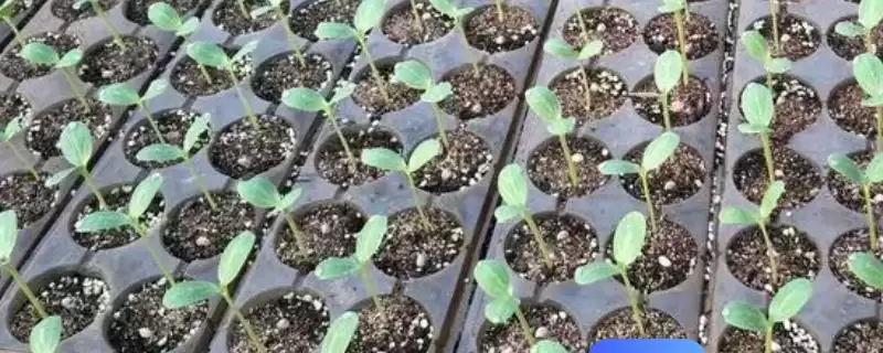 冬季西瓜育苗的具体措施,冬季西瓜育苗的具体措施有哪些方面插图 冬季西瓜育苗的具体措施,冬季西瓜育苗的具体措施有哪些方面插图