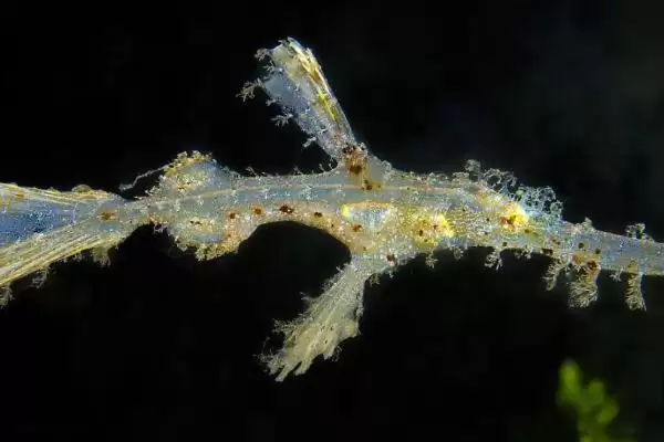 大吻海蠋鱼的饲养难度,大吻海蠋鱼好不好养饲养难度如何插图3 大吻海蠋鱼的饲养难度,大吻海蠋鱼好不好养饲养难度如何插图3
