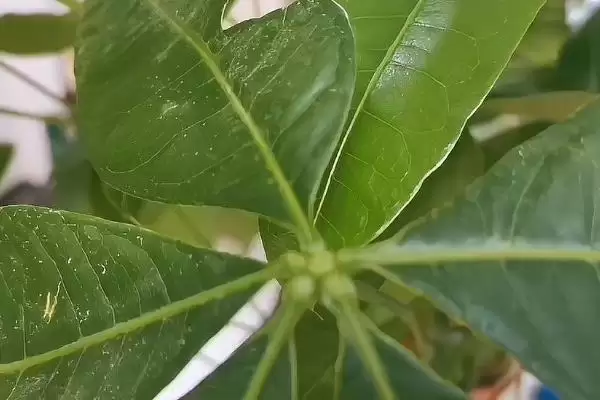 发财树叶子问题补救,发财树叶子发黄掉落如何进行补救处理插图5 发财树叶子问题补救,发财树叶子发黄掉落如何进行补救处理插图5