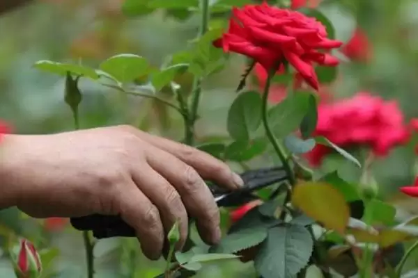 春天玫瑰花需要进行剪枝吗及好,春天玫瑰花需要剪枝吗插图2 春天玫瑰花需要进行剪枝吗及好,春天玫瑰花需要剪枝吗插图2