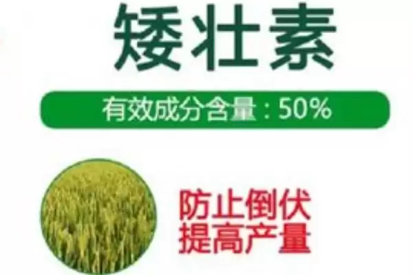 常用氟节胺矮壮素多效唑棉花免打顶剂药种类插图2 常用氟节胺矮壮素多效唑棉花免打顶剂药种类插图2
