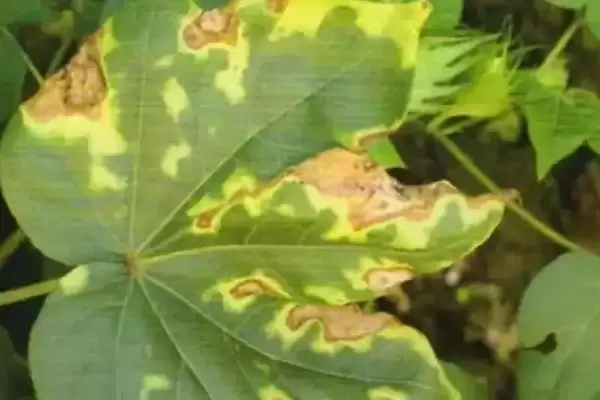 种植密大氮肥多等致棉花黄萎病发病原因解析插图1 种植密大氮肥多等致棉花黄萎病发病原因解析插图1