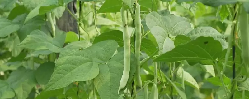 春季芸豆的种植时间在什么时候呢,春季芸豆的种植时间插图 春季芸豆的种植时间在什么时候呢,春季芸豆的种植时间插图