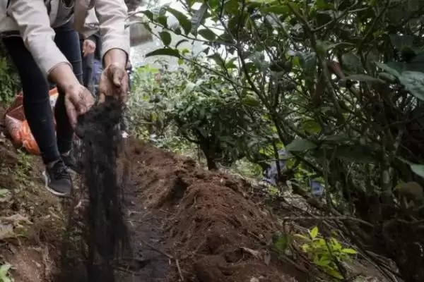 茶叶树冻后如何进行恢复呢,茶叶树冻后如何恢复插图3 茶叶树冻后如何进行恢复呢,茶叶树冻后如何恢复插图3