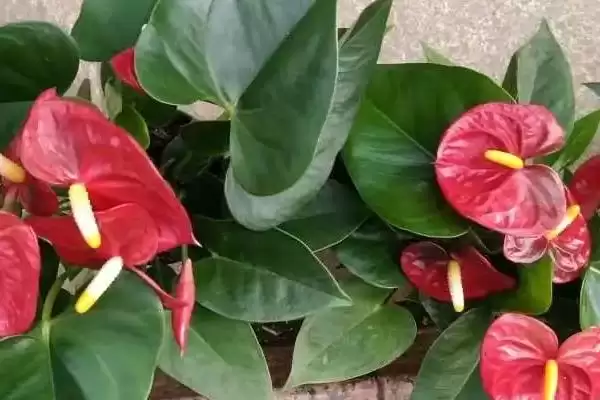 春季红掌该如何进行养护管理呢,春季红掌怎么养插图3 春季红掌该如何进行养护管理呢,春季红掌怎么养插图3