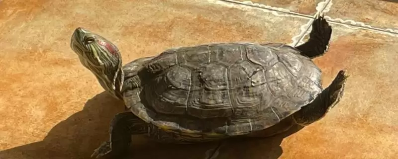 冬天巴西龟的冬眠情况,冬天有暖气巴西龟是否会进入冬眠插图 冬天巴西龟的冬眠情况,冬天有暖气巴西龟是否会进入冬眠插图