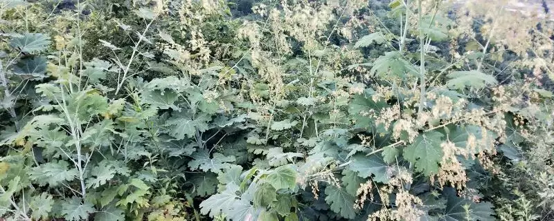 防除博落回除草剂,防除博落回可用哪些除草剂种类插图 防除博落回除草剂,防除博落回可用哪些除草剂种类插图