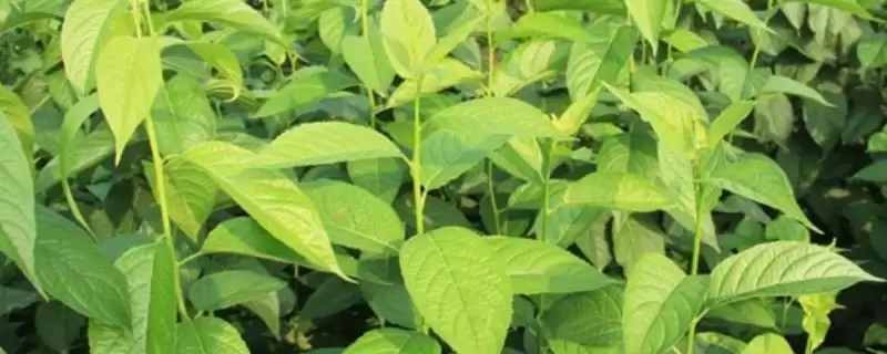 杜仲的栽培技术要点,杜仲的栽培技术在播种前有何操作插图 杜仲的栽培技术要点,杜仲的栽培技术在播种前有何操作插图