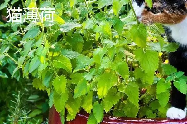 薄荷与猫薄荷有哪些方面的区别呢,薄荷与猫薄荷有什么区别插图2 薄荷与猫薄荷有哪些方面的区别呢,薄荷与猫薄荷有什么区别插图2