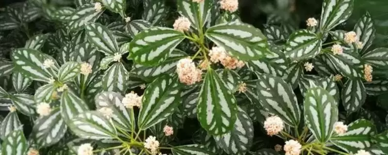 冰水花和冷水花是同一种植物吗,冰水花和冷水花有什么区别插图 冰水花和冷水花是同一种植物吗,冰水花和冷水花有什么区别插图