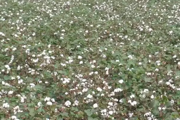 气候适宜面积大新疆种植棉花优势全面大揭秘插图3 气候适宜面积大新疆种植棉花优势全面大揭秘插图3