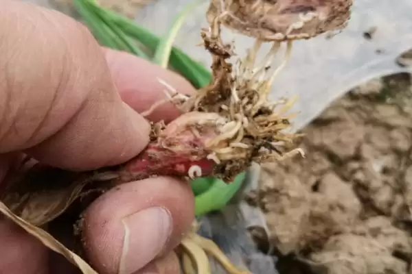 地里地蛆的处理方法措施,地里有地蛆怎么办有何处理方法插图1 地里地蛆的处理方法措施,地里有地蛆怎么办有何处理方法插图1