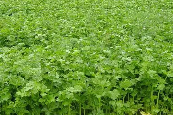 冬季芹菜的种植方法,冬季怎么种植芹菜大小苗要分级吗插图7 冬季芹菜的种植方法,冬季怎么种植芹菜大小苗要分级吗插图7
