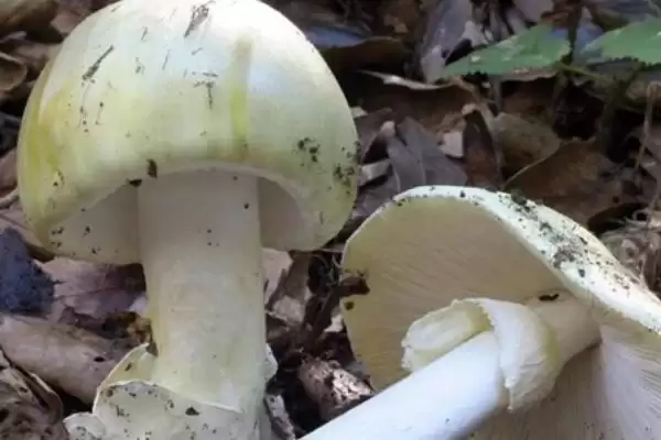 毒蘑菇的常见种类,毒蘑菇的种类有哪些常见的类型插图3 毒蘑菇的常见种类,毒蘑菇的种类有哪些常见的类型插图3
