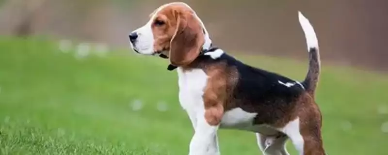 比格犬具有哪些性格特点呢,比格犬有什么性格特点插图 比格犬具有哪些性格特点呢,比格犬有什么性格特点插图
