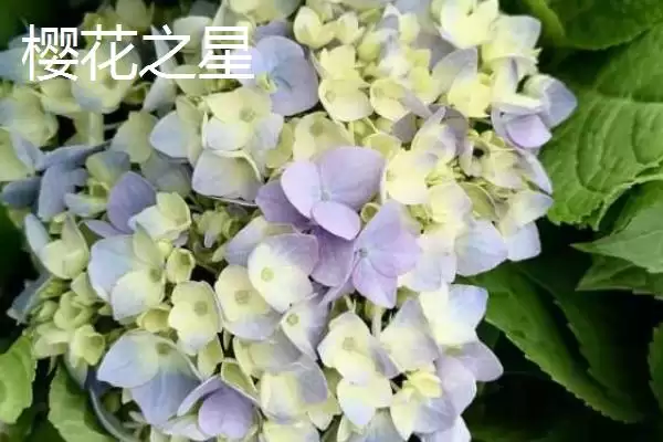 大花绣球有哪些常见的品种呢,大花绣球的品种插图4 大花绣球有哪些常见的品种呢,大花绣球的品种插图4