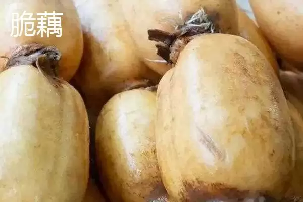 粉藕和脆藕区别,粉藕和脆藕有哪些方面的区别插图2 粉藕和脆藕区别,粉藕和脆藕有哪些方面的区别插图2