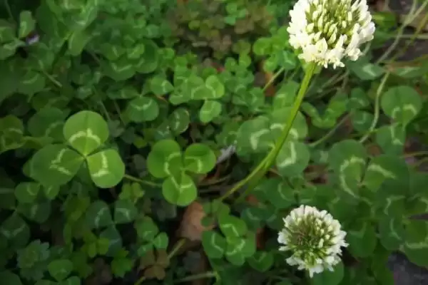 车轴草的种植方法和要点有哪些呢,车轴草的种植方法插图1 车轴草的种植方法和要点有哪些呢,车轴草的种植方法插图1