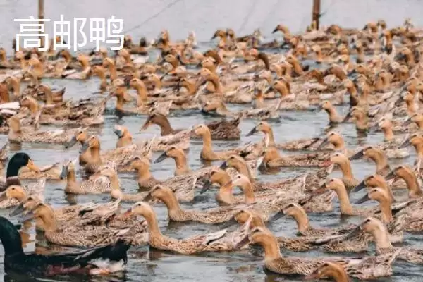产蛋量高的鸭子有哪些品种呢,产蛋量高的鸭子品种插图2 产蛋量高的鸭子有哪些品种呢,产蛋量高的鸭子品种插图2