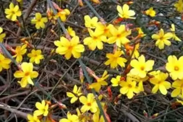 冬天迎春花的浇水方式,冬天迎春花的浇水方式有何要求插图2 冬天迎春花的浇水方式,冬天迎春花的浇水方式有何要求插图2