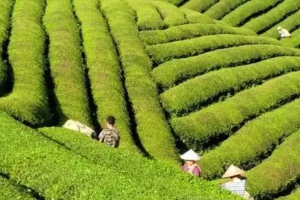 茶园茶胴枯病的原因是什么呢,茶园茶胴枯病的原因插图2 茶园茶胴枯病的原因是什么呢,茶园茶胴枯病的原因插图2
