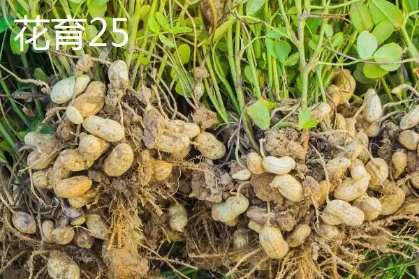 山东适合种植哪些花生高产品种?插图2 山东适合种植哪些花生高产品种?插图2