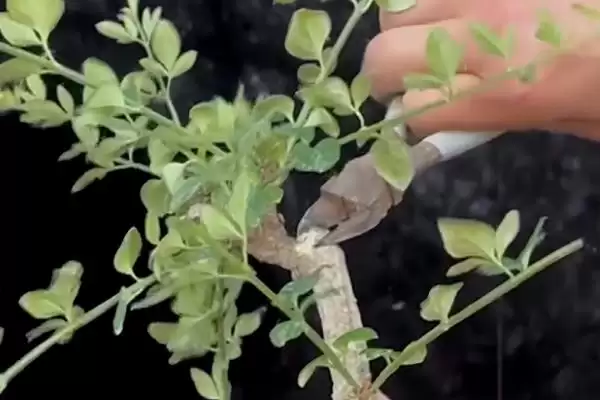 冬天迎春花的浇水方式,冬天迎春花的浇水方式有何要求插图5 冬天迎春花的浇水方式,冬天迎春花的浇水方式有何要求插图5