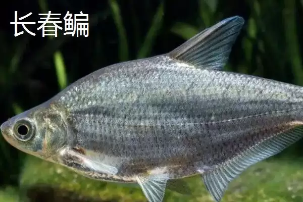 鳊鱼的产地主要在哪些地方呢,鳊鱼的产地插图2 鳊鱼的产地主要在哪些地方呢,鳊鱼的产地插图2