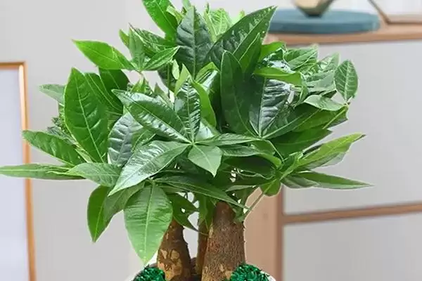 发财树适宜摆放位置,发财树适合放在家里哪些位置地方插图2 发财树适宜摆放位置,发财树适合放在家里哪些位置地方插图2