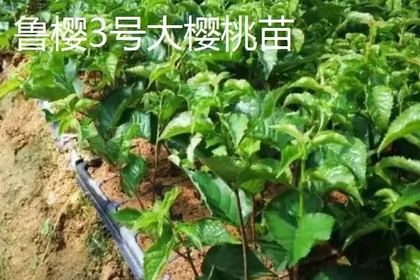 俄罗斯8号樱桃苗价格,俄罗斯8号樱桃苗的价格受什么影响插图5 俄罗斯8号樱桃苗价格,俄罗斯8号樱桃苗的价格受什么影响插图5