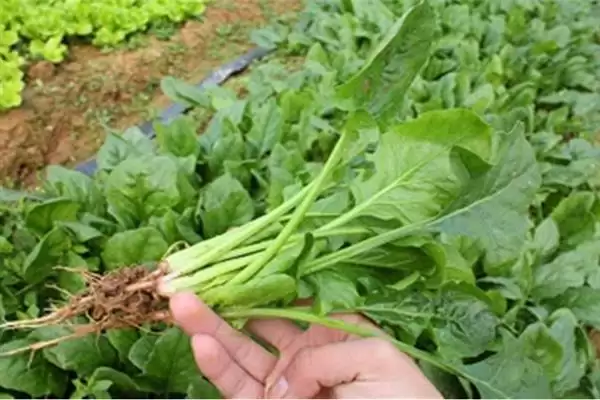 菠菜霜霉病的防治技术有哪些呢,菠菜霜霉病的防治技术插图2 菠菜霜霉病的防治技术有哪些呢,菠菜霜霉病的防治技术插图2