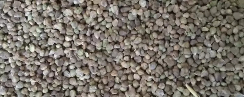 菠菜种子播种前要做什么处理呢,菠菜种子播种前如何处理插图 菠菜种子播种前要做什么处理呢,菠菜种子播种前如何处理插图