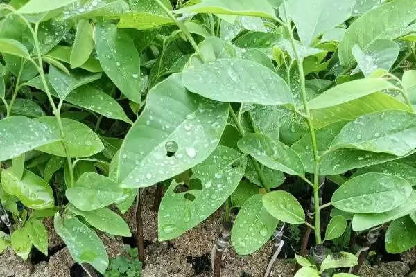番荔枝树苗培育,番荔枝树苗的培育技术有哪些要点插图1
