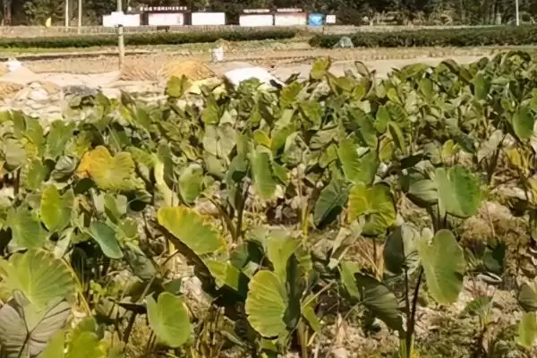 槟榔芋的种植技术和要点有哪些呢,槟榔芋的种植技术插图2 槟榔芋的种植技术和要点有哪些呢,槟榔芋的种植技术插图2