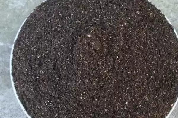 番茄的育苗技术,番茄育苗技术对品质产量有何影响插图1 番茄的育苗技术,番茄育苗技术对品质产量有何影响插图1