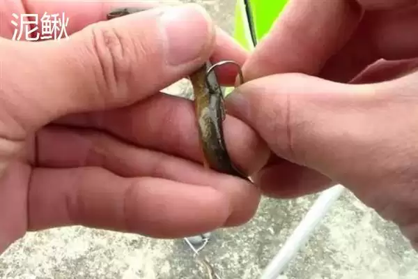 手竿钓鳜鱼用河虾等什么饵料?插图2 手竿钓鳜鱼用河虾等什么饵料?插图2