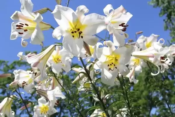 橙色百合花有什么寓意和象征呢,橙色百合花的寓意插图5 橙色百合花有什么寓意和象征呢,橙色百合花的寓意插图5