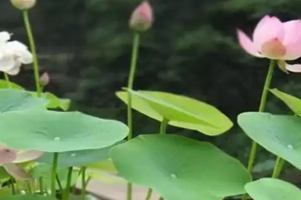 冬天荷花室内开花情况,冬天荷花放室内在什么温度会开花插图3