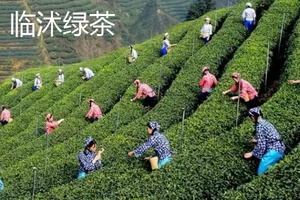 山东省临沭县有何特产及市场声誉？插图6