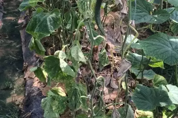 冬春茬黄瓜死亡的原因,冬春茬黄瓜突然死亡的原因有哪些插图1 冬春茬黄瓜死亡的原因,冬春茬黄瓜突然死亡的原因有哪些插图1