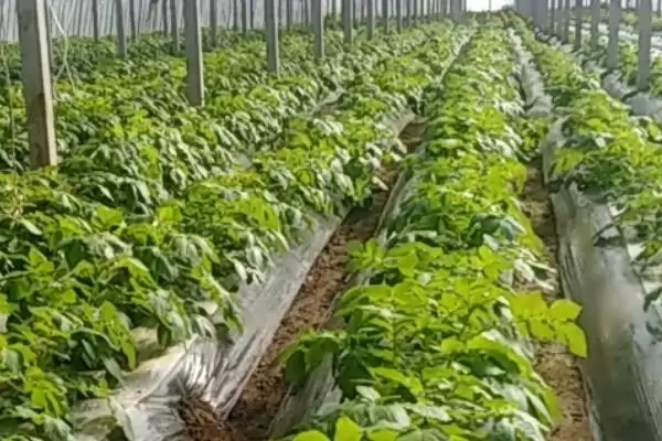 大棚土豆的种植方法是怎样的,大棚土豆怎么种植插图1 大棚土豆的种植方法是怎样的,大棚土豆怎么种植插图1