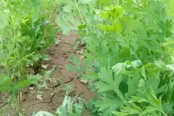 防风种植的时间,防风在南北方分别何时种植插图3 防风种植的时间,防风在南北方分别何时种植插图3