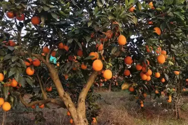 橙子树的种植管理有哪些注意事,橙子树的种植管理注意事项插图1 橙子树的种植管理有哪些注意事,橙子树的种植管理注意事项插图1