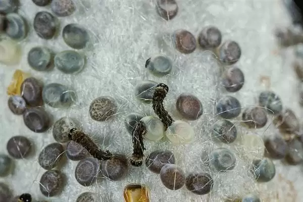 蚕变成飞蛾后何时会产卵呢,蚕变成飞蛾后何时产卵插图5 蚕变成飞蛾后何时会产卵呢,蚕变成飞蛾后何时产卵插图5