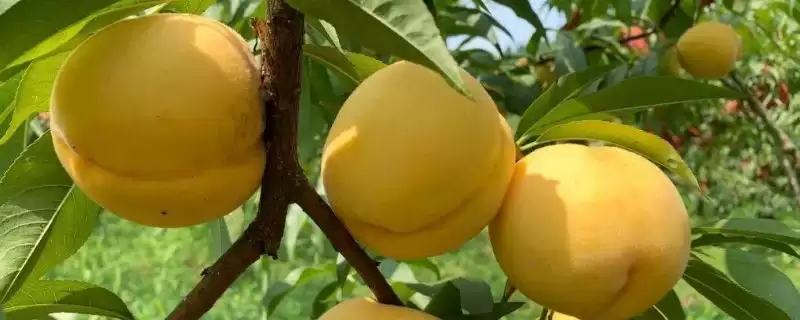 常见的桃子品种有哪些和特点呢,常见的桃子品种插图 常见的桃子品种有哪些和特点呢,常见的桃子品种插图
