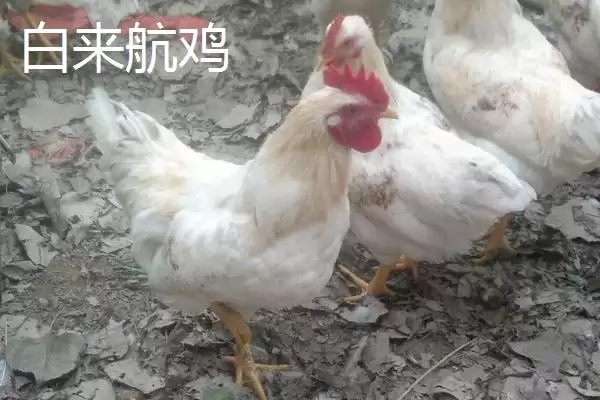 产蛋率高的鸡有哪些品种及特点呢,产蛋率高的鸡品种插图7 产蛋率高的鸡有哪些品种及特点呢,产蛋率高的鸡品种插图7