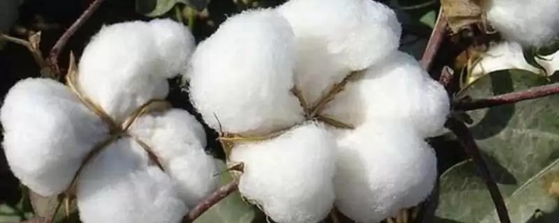 特璞棉118棉花种子草害机械中耕除草2到3次插图 特璞棉118棉花种子草害机械中耕除草2到3次插图