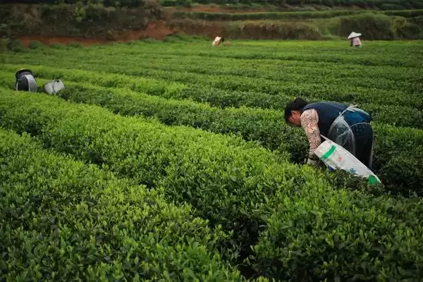 茶树采摘后如何进行管理呢,茶树采摘后的管理方法插图4 茶树采摘后如何进行管理呢,茶树采摘后的管理方法插图4